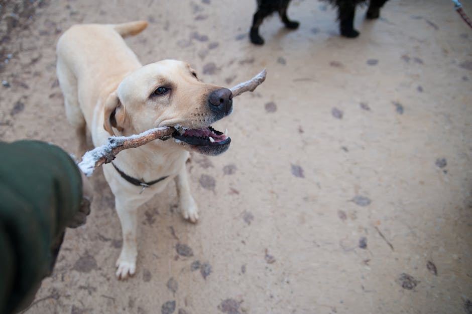 A Labrador Retriever playfully holding a stick during an outdoor walk.