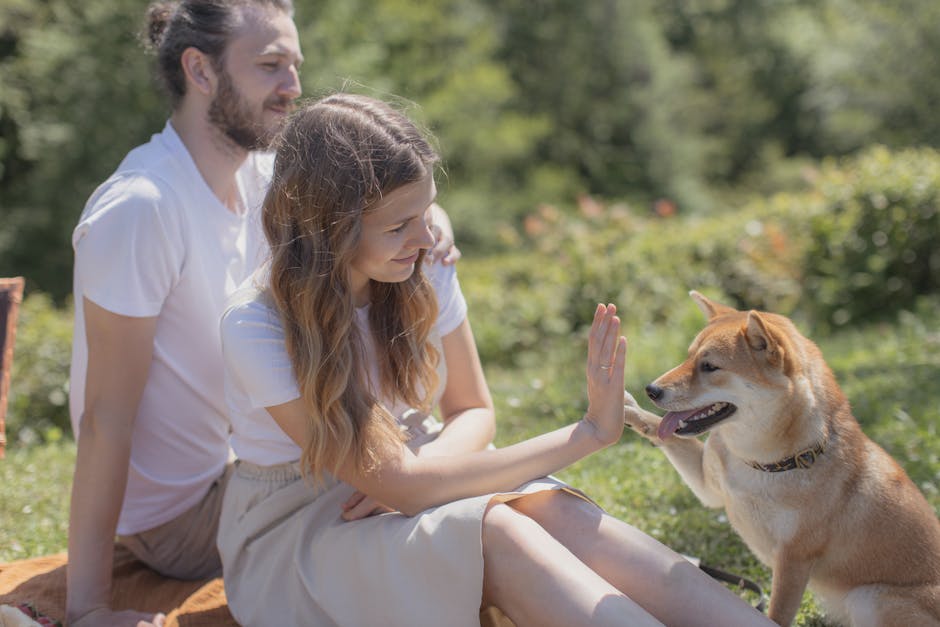 A couple on a sunny day playing with their Shiba Inu dog in a park setting.
