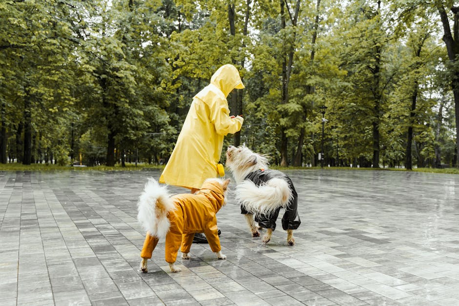 A person in a yellow raincoat plays with two dogs in a park during a rainy day.